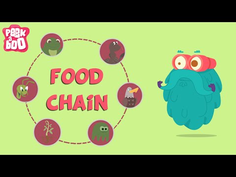 Who Gets The Most Energy In A Food Chain
