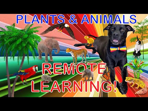 What Do Plants Provide For Animals