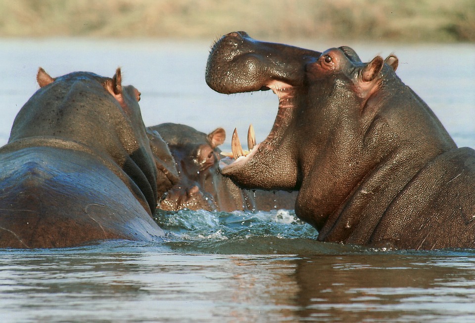 What Do Hippos Like To Eat
