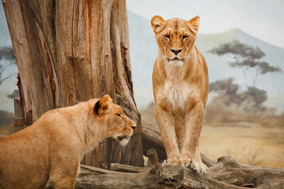 Why Are Lions Important – Micro B Life
